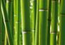 Fototapete Bambus Bamboo Exotik Foto 360 cm x 254 cm 1