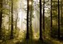 Fototapete Natur Wald Bäume Foto 360 cm x 254 cm 1