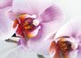 XXL Poster Fototapete Orchidee weiß lila 160cmx115cm 1