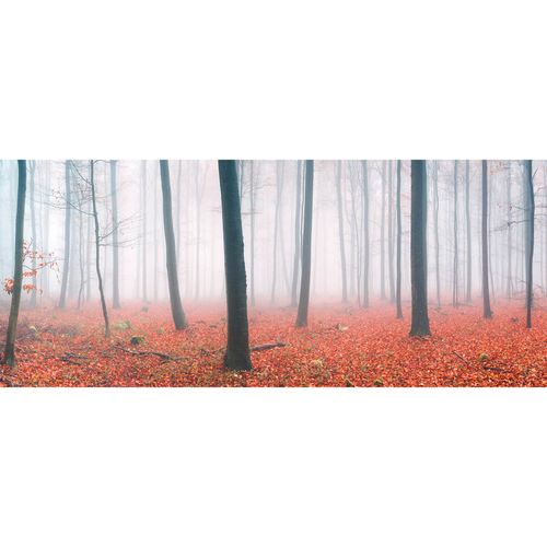 Fototapete Vlies Bäume Nebel Laub braun rot