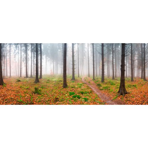 Fototapete Vlies Bäume Wald Nebel braun grün