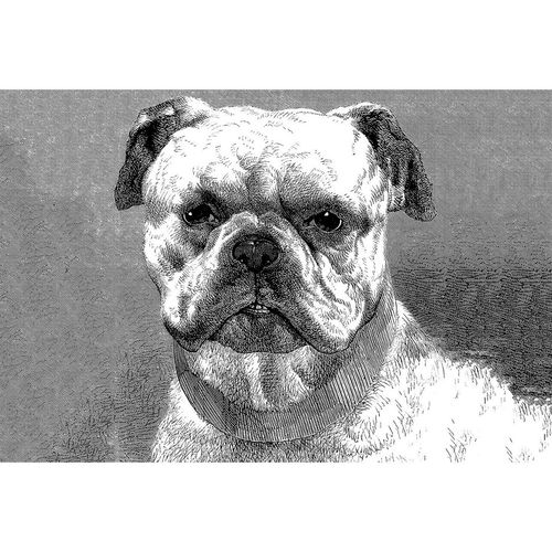 Fototapete Vlies Bulldogge Hund Gemalt grau