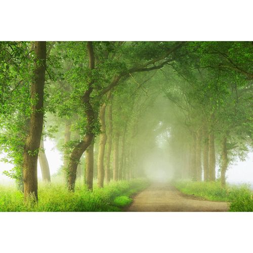 Fototapete Vlies Bäume Nebel Waldweg braun grün