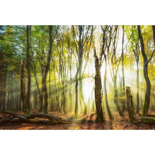 Fototapete Vlies Bäume Waldlichtung braun gelb