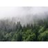 Artikelbild Fototapete Vlies Wald Nebel Bäume grün grau Designwalls 2