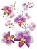 Wandtattoo Orchideen Wandsticker Floral  1