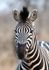 Rasch Fototapete Vlies Exotisch Zebra 363623 1