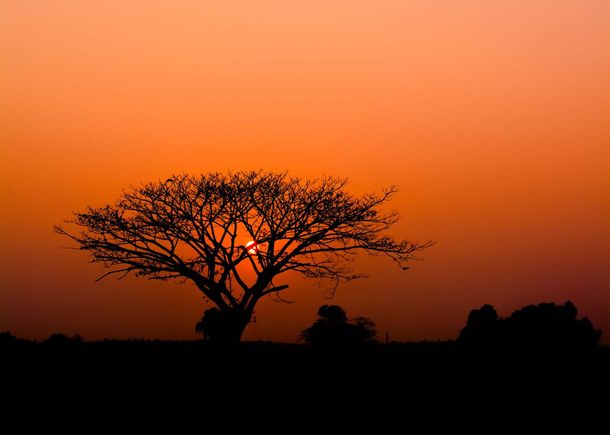 Rasch Fototapete Vlies Baum Afrika Orange Schwarz