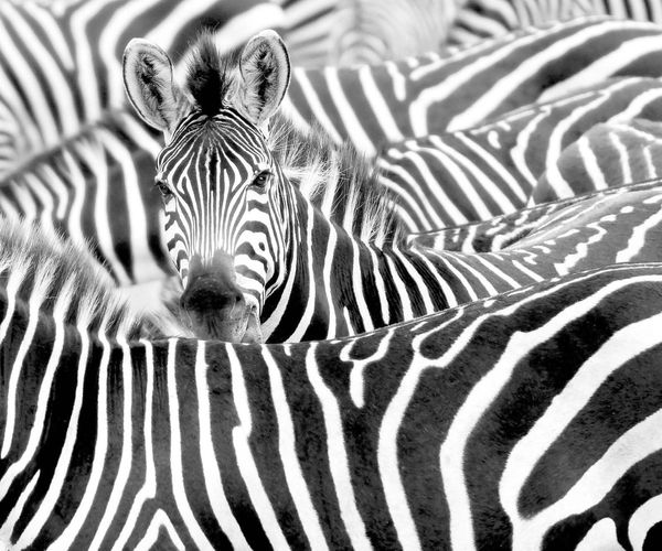 Rasch Fototapete Vlies Zebra Exotisch S/W 363616