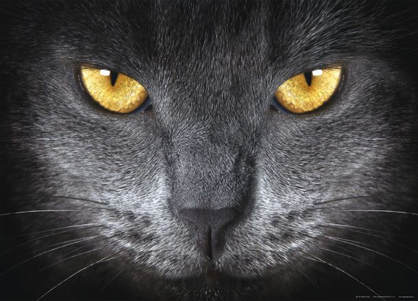 XXL Fototapete Katzengesicht schwarz 160x115cm FTM0500