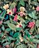 Vliestapete Tropisch Floral Schwarz Grün Rosa 81685 2