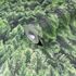 Vliestapete Wald Natur Motiv Bäume Grün 45730 2