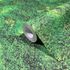 Vliestapete Moos Natur Motiv Gräser Grün 45733 2