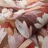 Vliestapete Floral Blumen Rot Rosa Braun 10586-06 Rolle 3